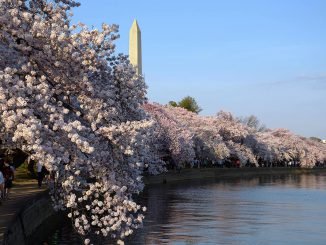 Cherry Blossoms at Tidal Bassin with the Washington Monument   Photo Ludo Segers