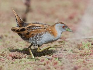 Baillon's crake (porzana pusilla). Photo Wikimedia