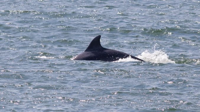 Jūroje prie Klaipėdos plaukiojantys delfinai