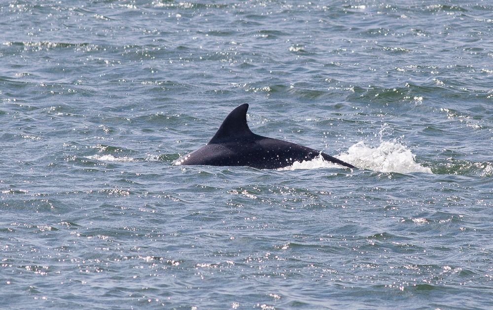 Dolphins Spotted Off Lithuania's Baltic Coast - The Lithuania Tribune