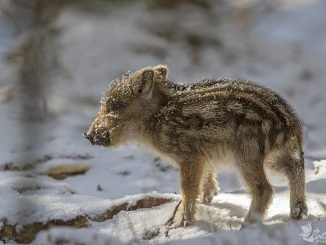 It's cooold outside...