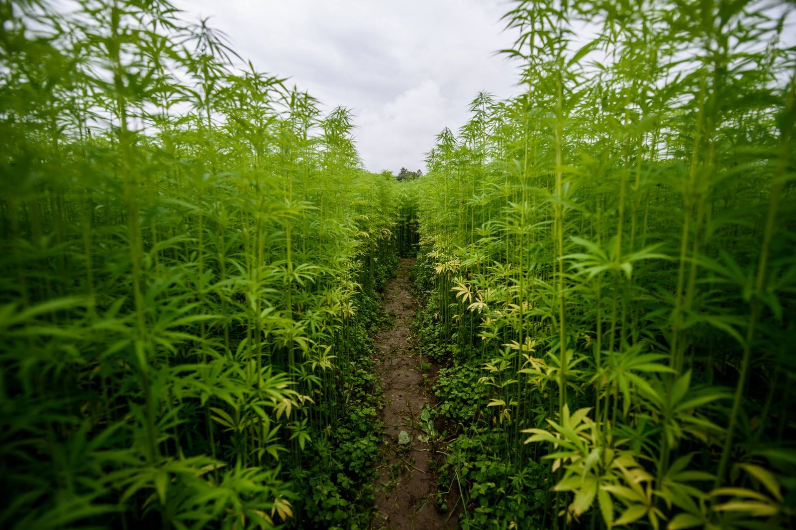 Lithuanian farmer plants a cannabis labyrinth - the Lithuania Tribune