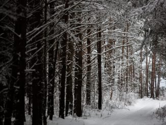 Lithuanian forest in the winter