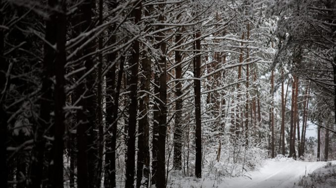 Lithuanian forest in the winter