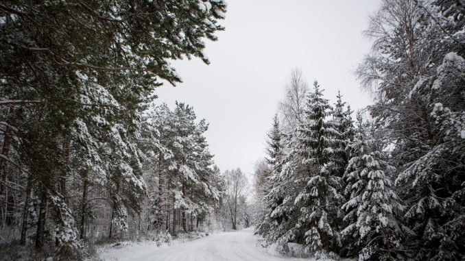 Lithuanian forest in the winter