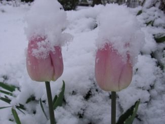 Snow in Telšiai. Photo / DELFI reader Vida