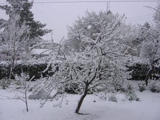 Snown in Telšiai town in the West of Lithuania. Foto / DELFI reader Vida