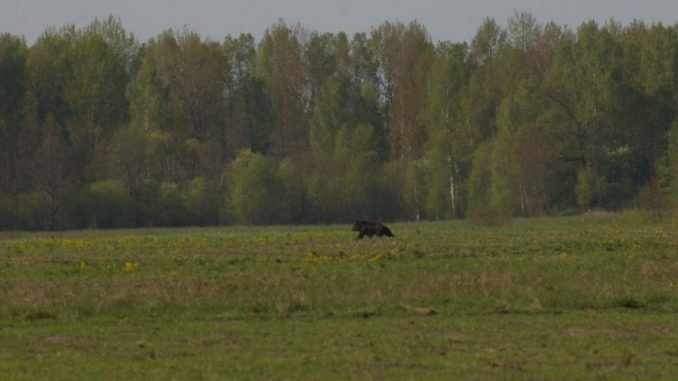 A bear in Trakai area