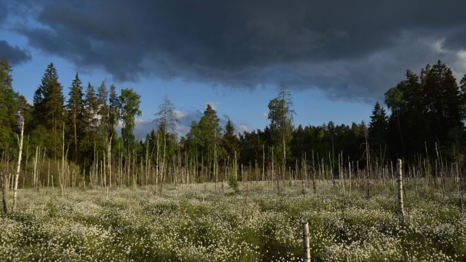 A Lithuanian swamp in modern times