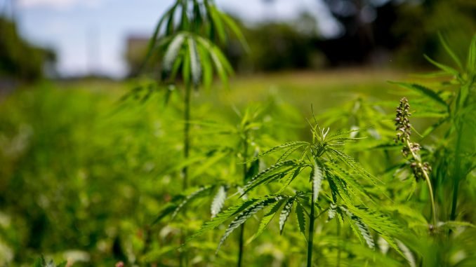 A farm of industrial hemp in Lithuania